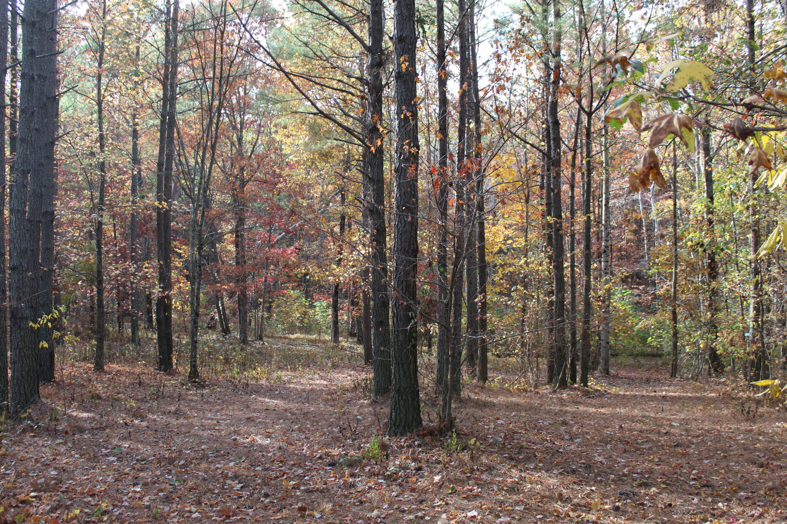 465 Compass Drive, Jasper, Tennessee image 7