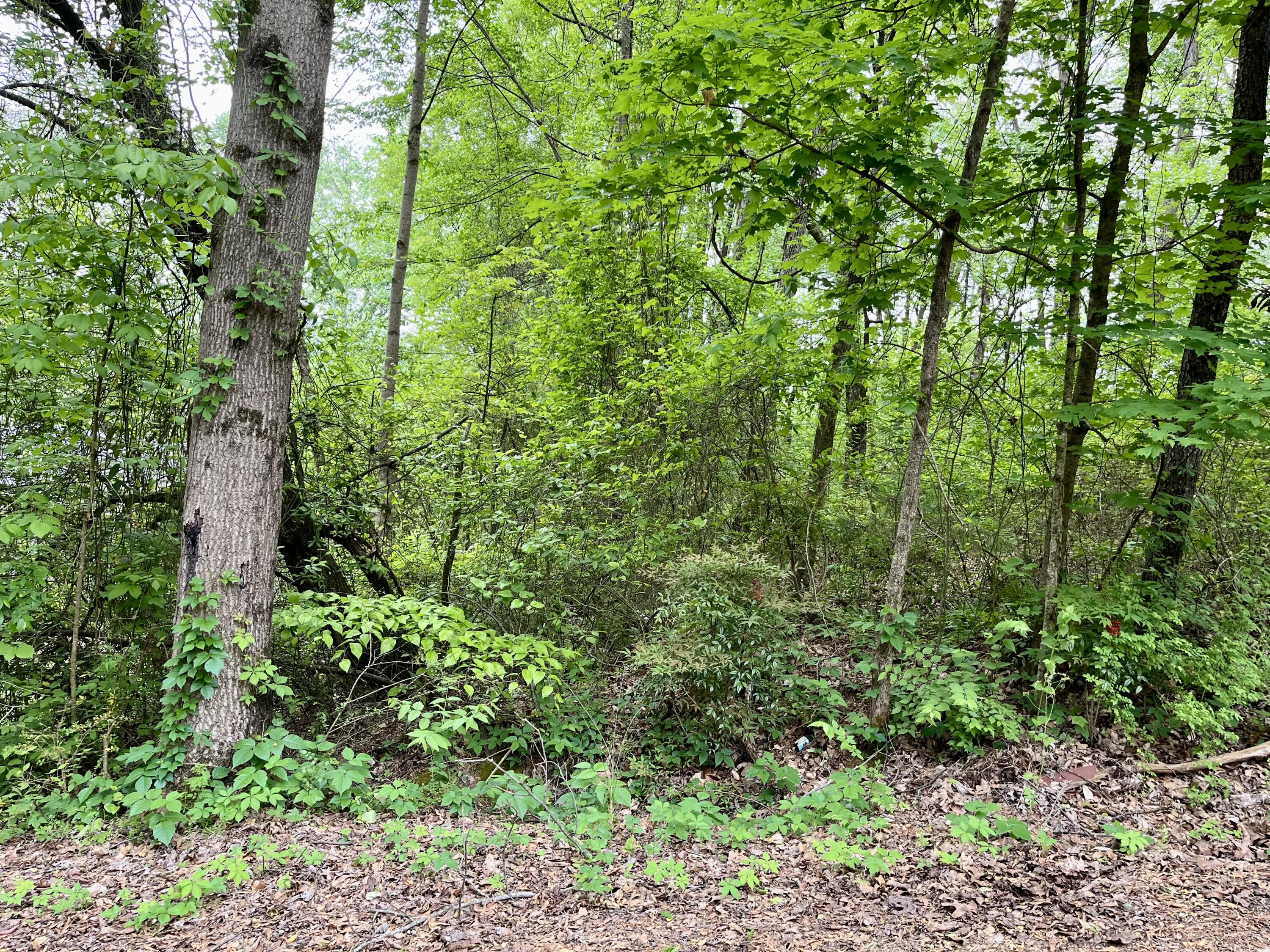 Lot 25 Omega Drive, Whitwell, Tennessee image 4