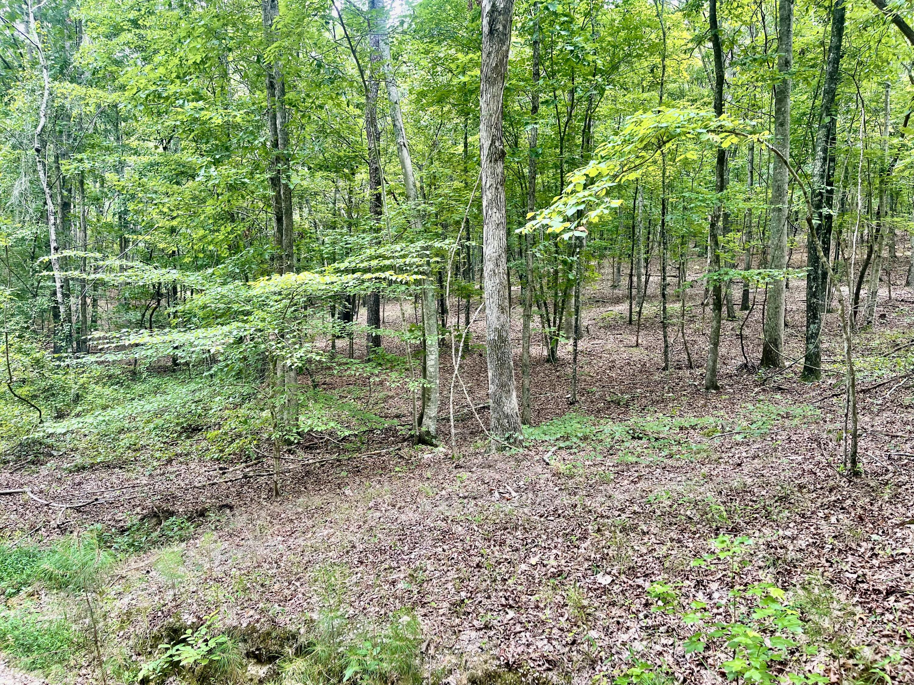 White Oak Rd Lot 5, Summerville, Georgia image 4