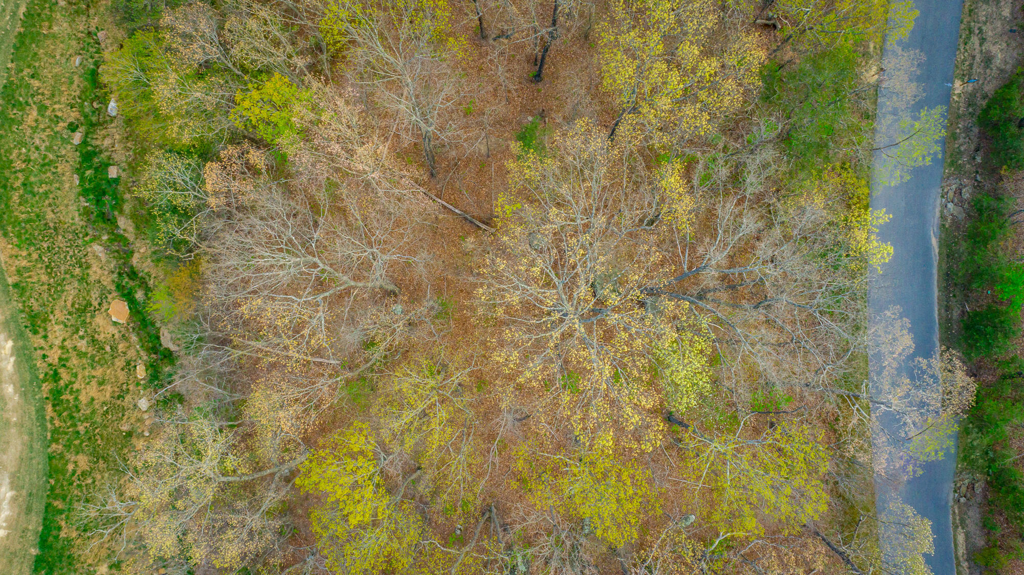 Old Rocky Trail #6, Rising Fawn, Georgia image 38