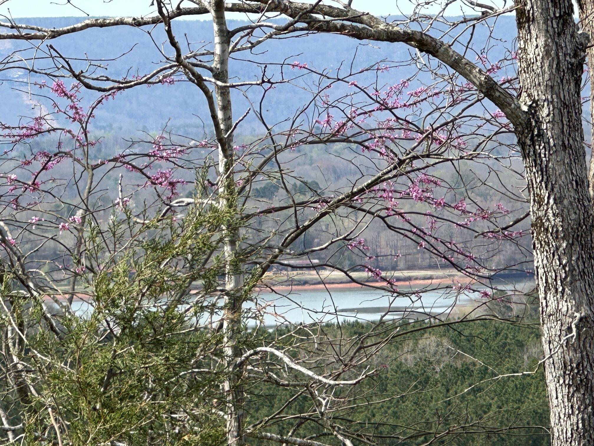 90+/-Acres Old Rhea Spring Road