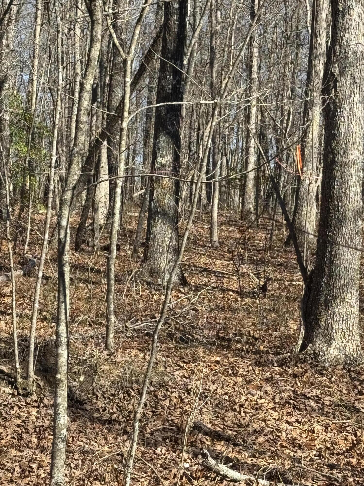 626 Woodland Ridge Road, Dunlap, Tennessee image 3