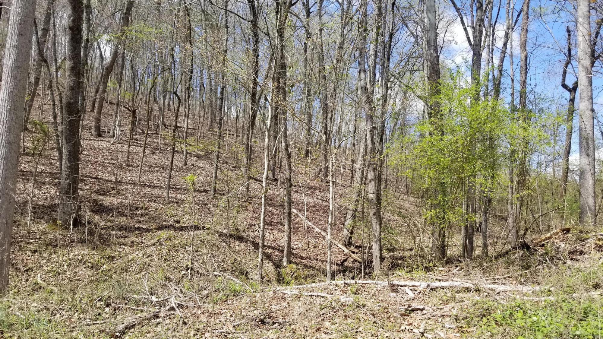 Lot 286 Maple Drive #286, Spring City, Tennessee image 1