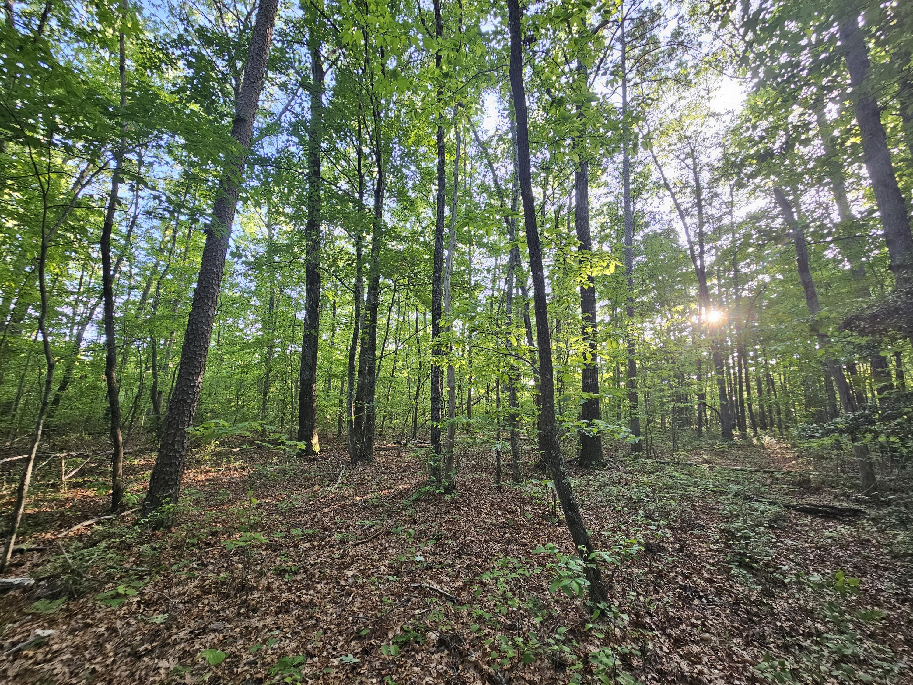 3 Woodfern Lane #SW1E, Coalmont, Tennessee image 9