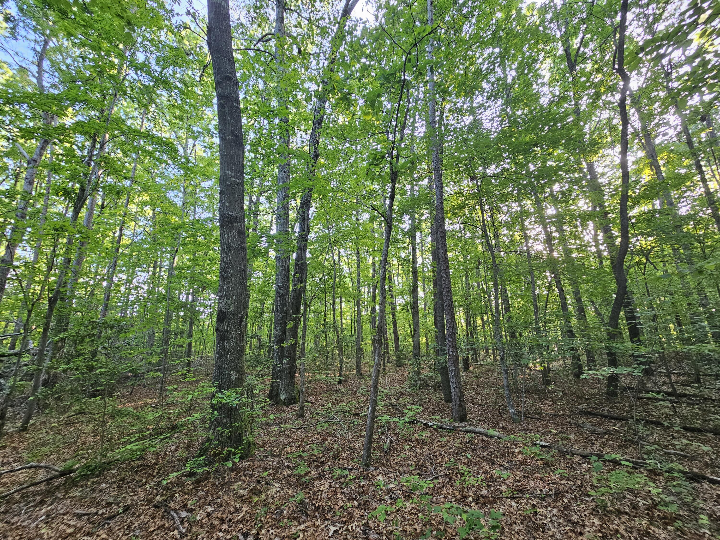 3 Woodfern Lane #SW1E, Coalmont, Tennessee image 10