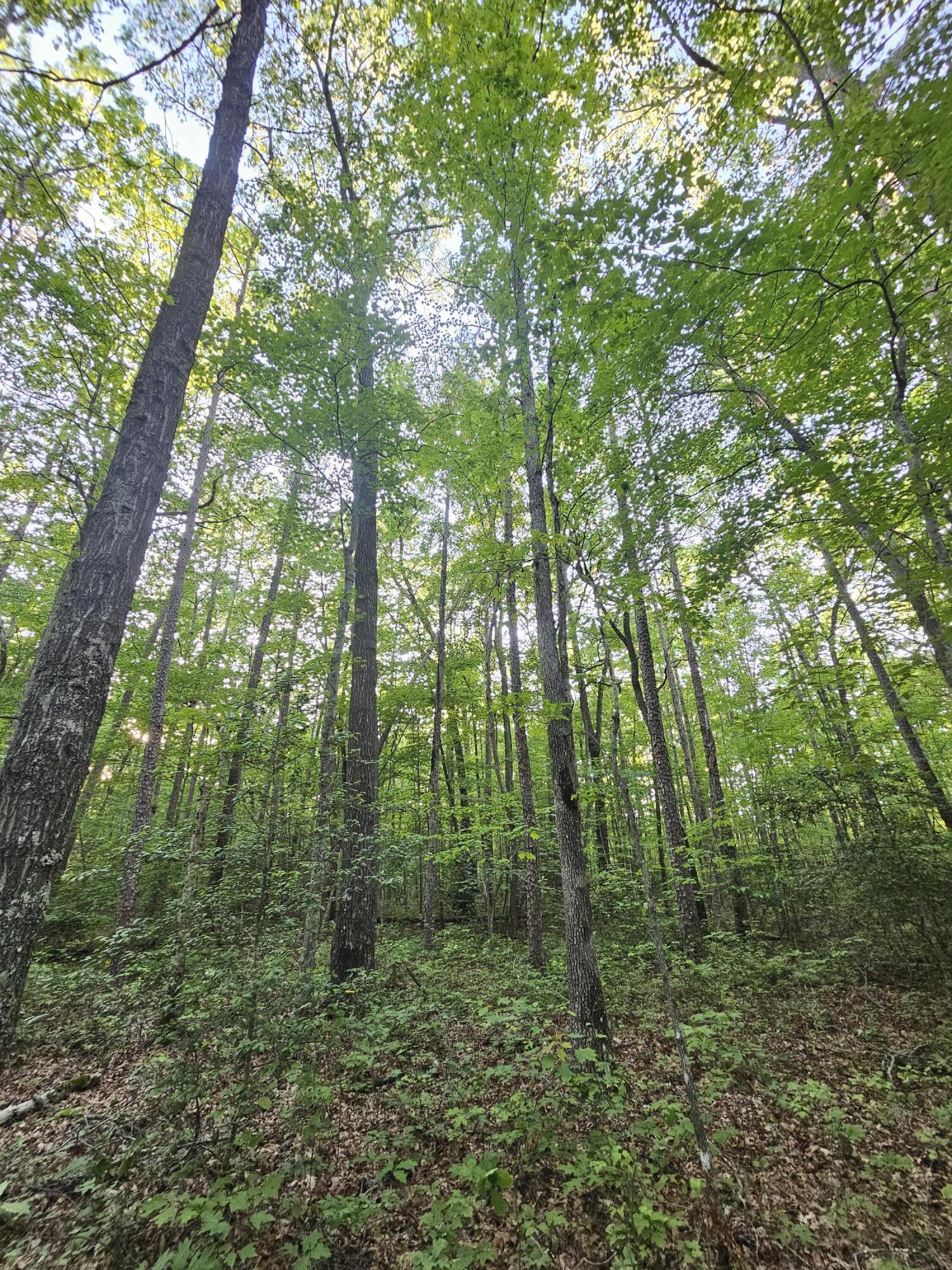 3 Woodfern Lane #SW1E, Coalmont, Tennessee image 3