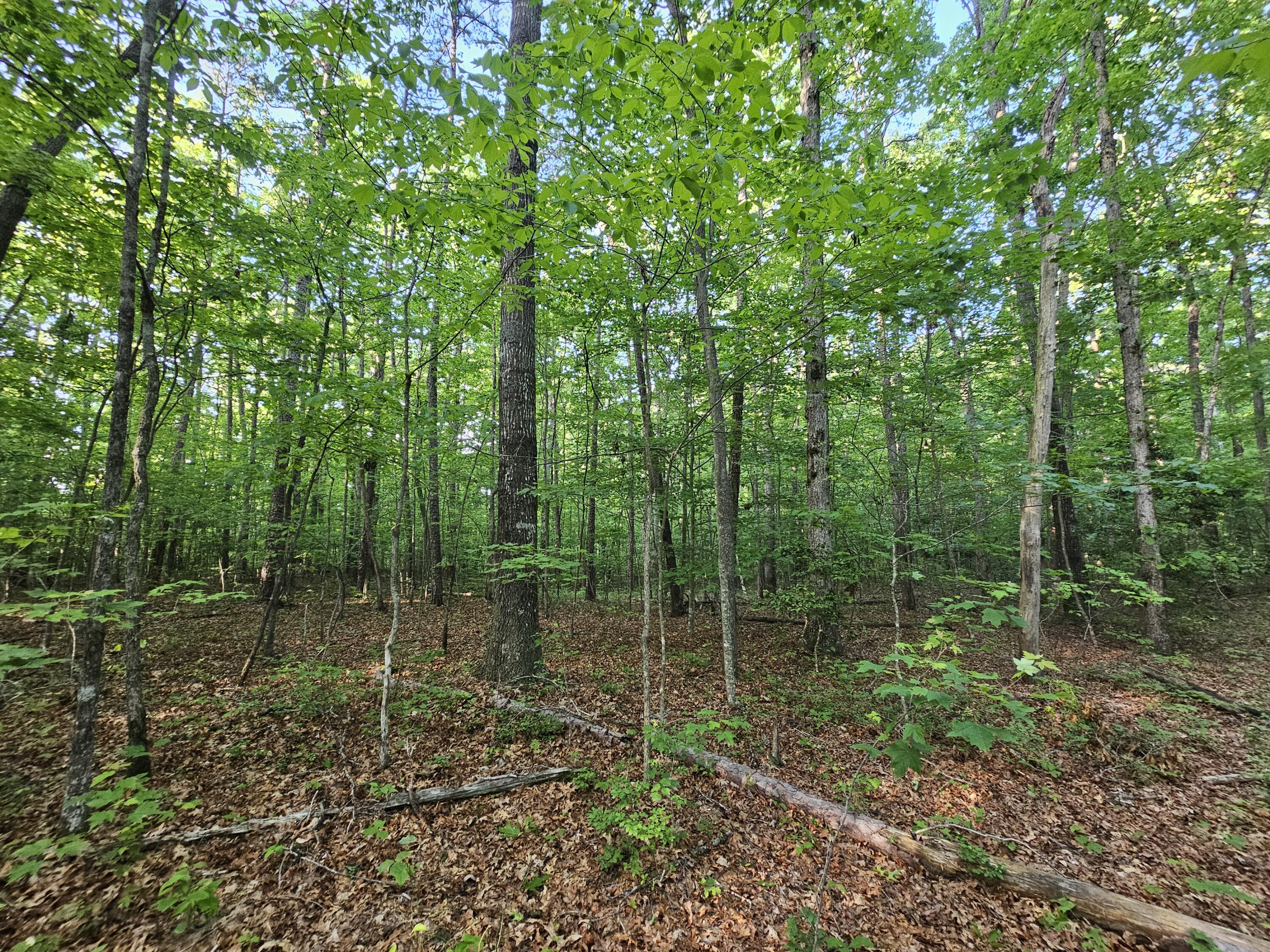 3 Woodfern Lane #SW1E, Coalmont, Tennessee image 7