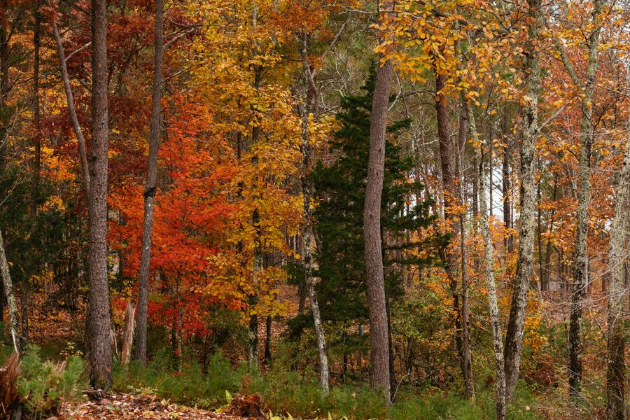 Worley Road #LOT 4, Soddy Daisy, Tennessee image 2