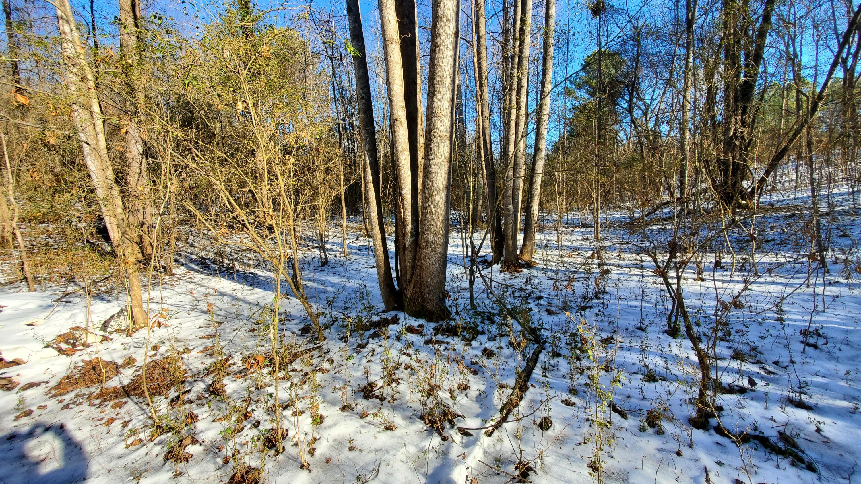 235 Len Mar Road, Spring City, Tennessee image 3