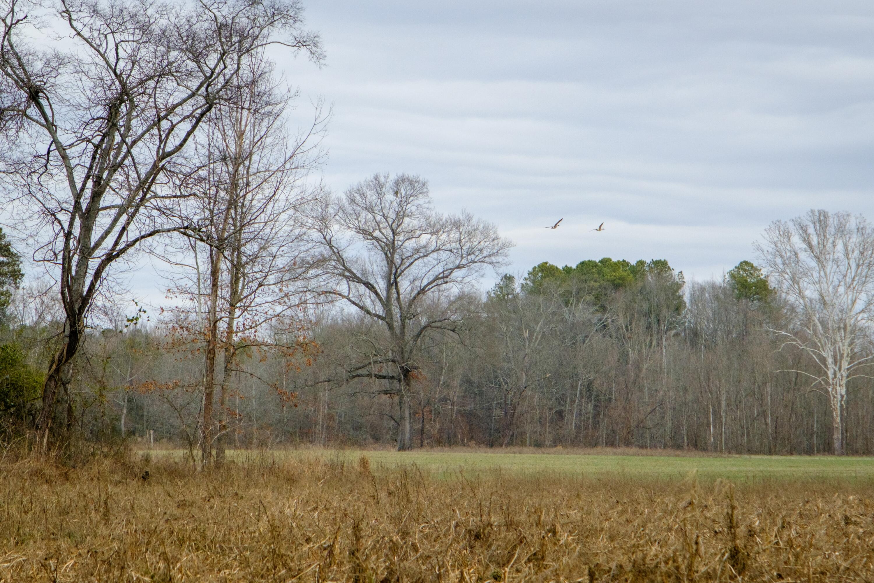 Tbd John Bankston Drive, Summerville, Georgia image 23