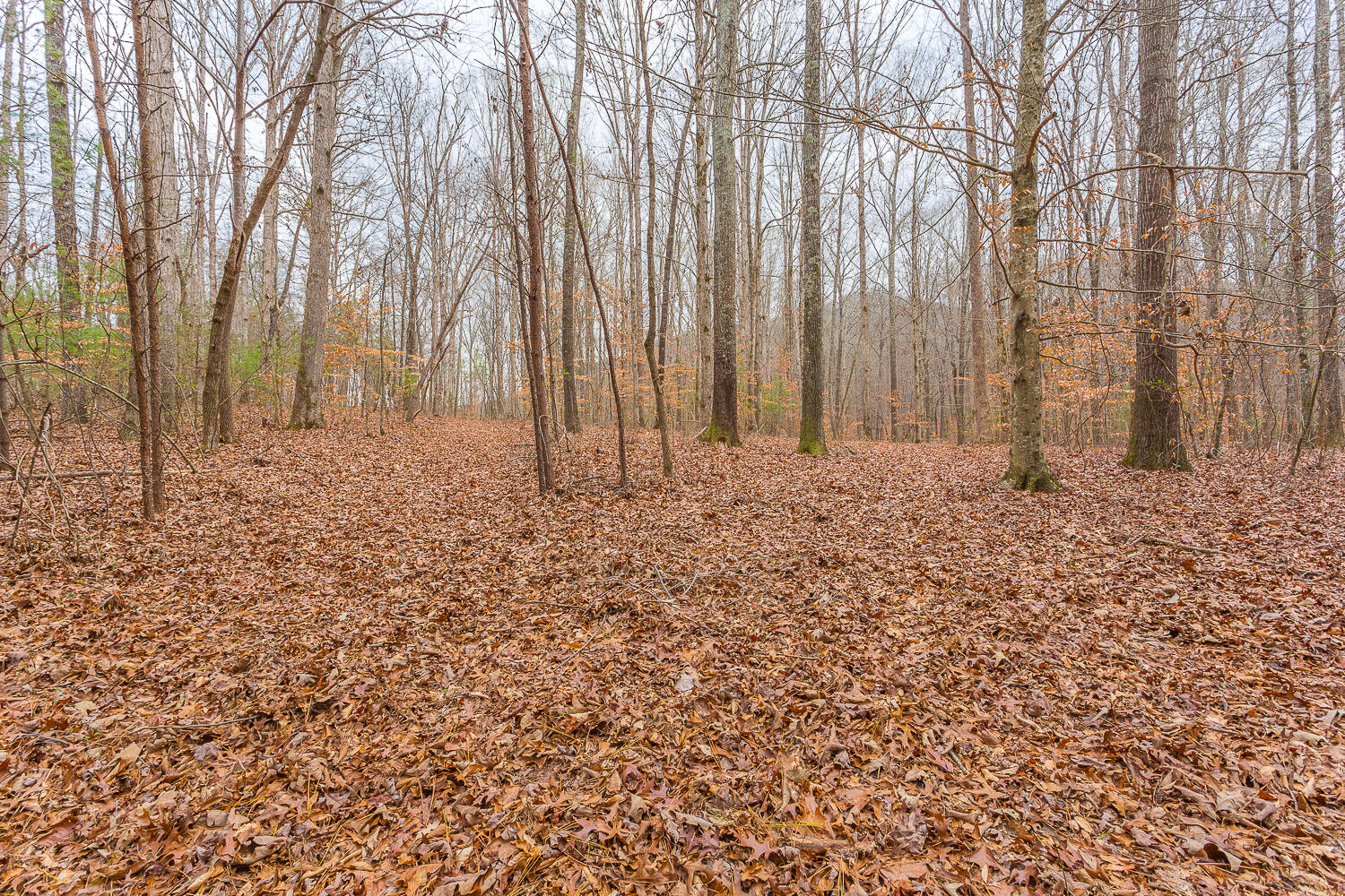 Copeland Road, Benton, Tennessee image 22