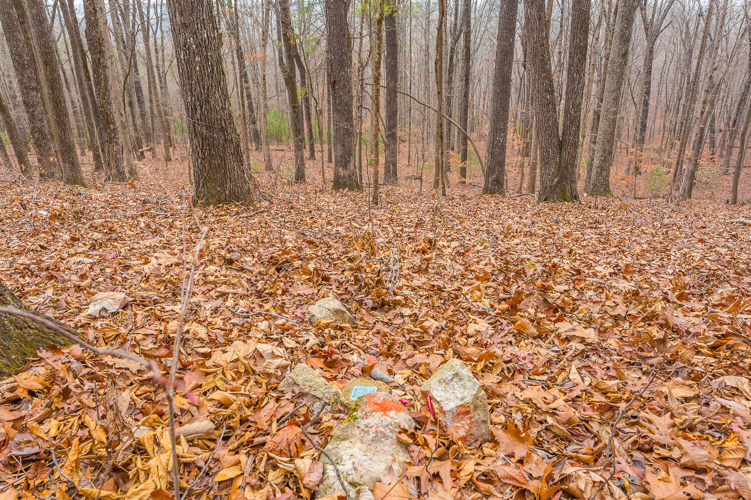 Copeland Road, Benton, Tennessee image 31