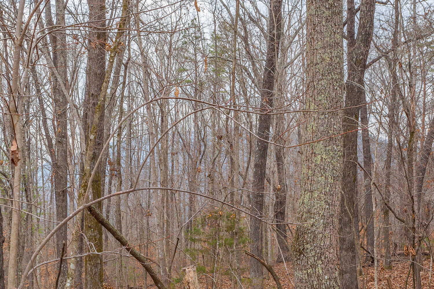 Copeland Road, Benton, Tennessee image 25