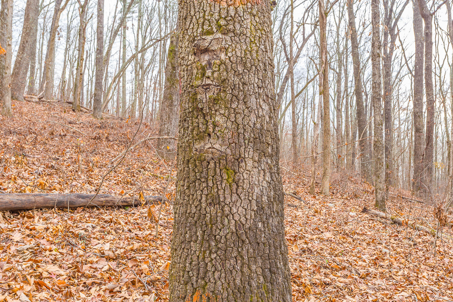 Copeland Road, Benton, Tennessee image 28