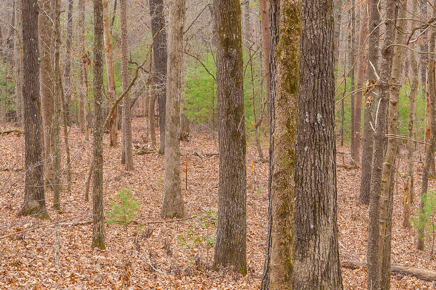 Copeland Road, Benton, Tennessee image 30