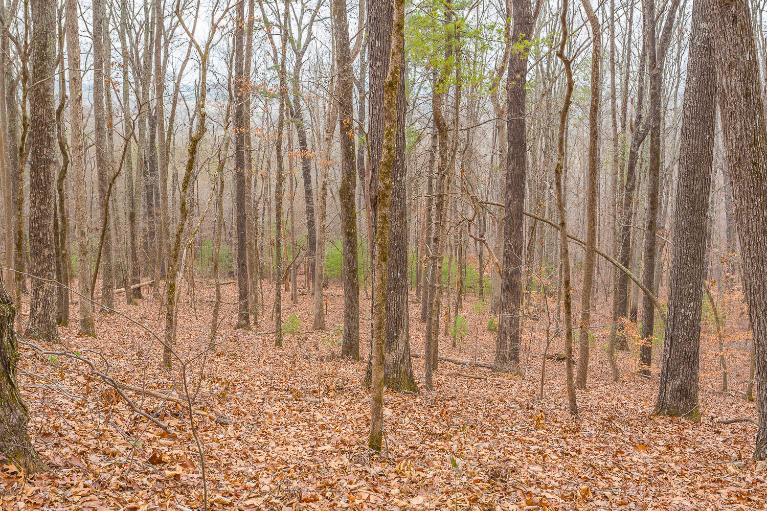 Copeland Road, Benton, Tennessee image 29