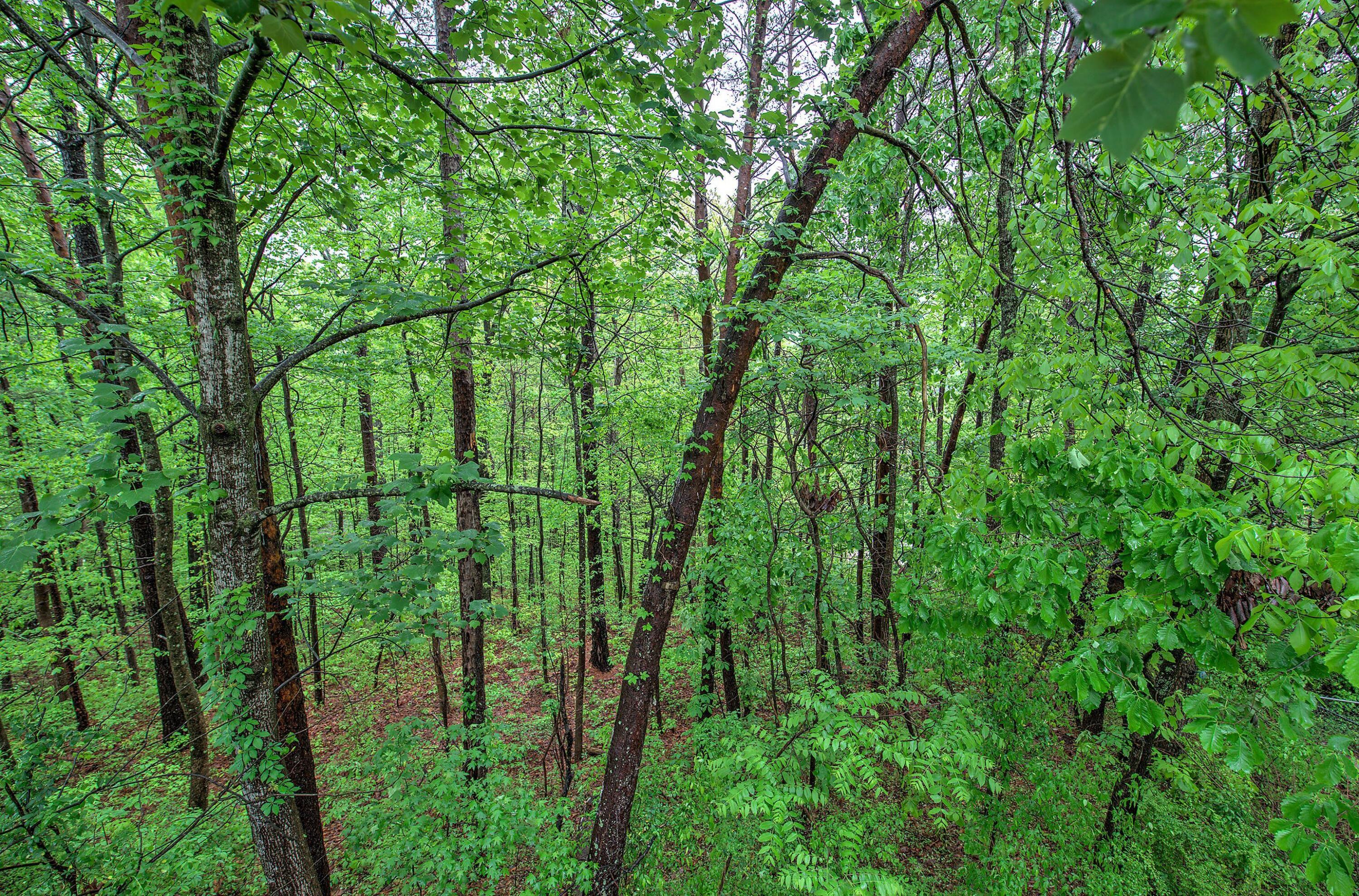 326 Viewmont Drive, Tunnel Hill, Georgia image 43