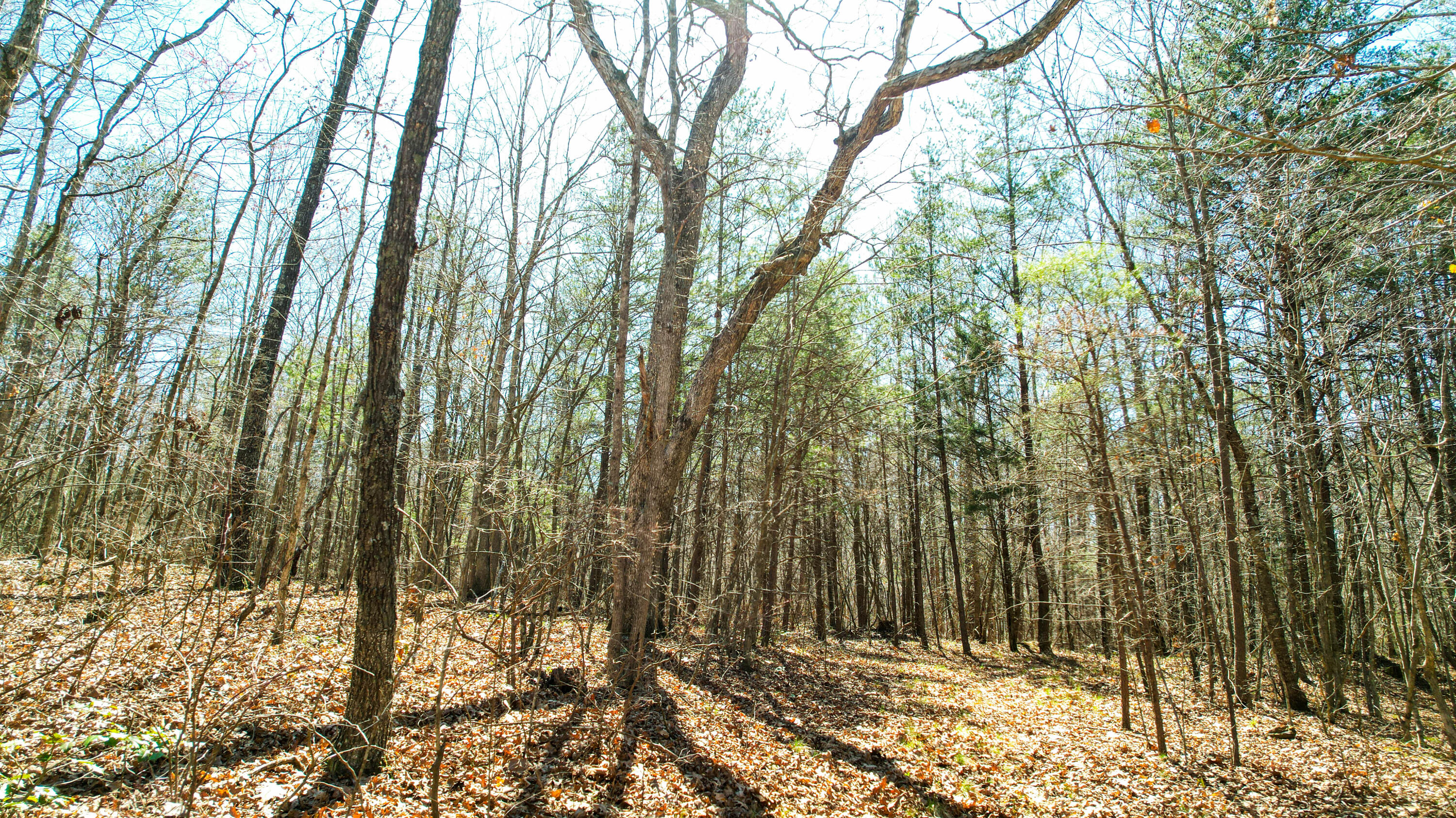 Henagar, Alabama 35978, United States, ,Land,Active,256200