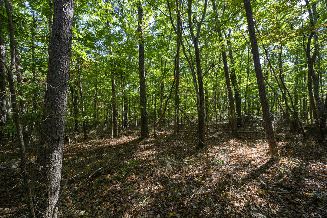 2a N Lula Forest Trail, Rising Fawn, Georgia image 5