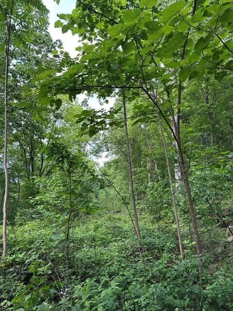 39.58 Hwy 156, South Pittsburg, Tennessee image 8