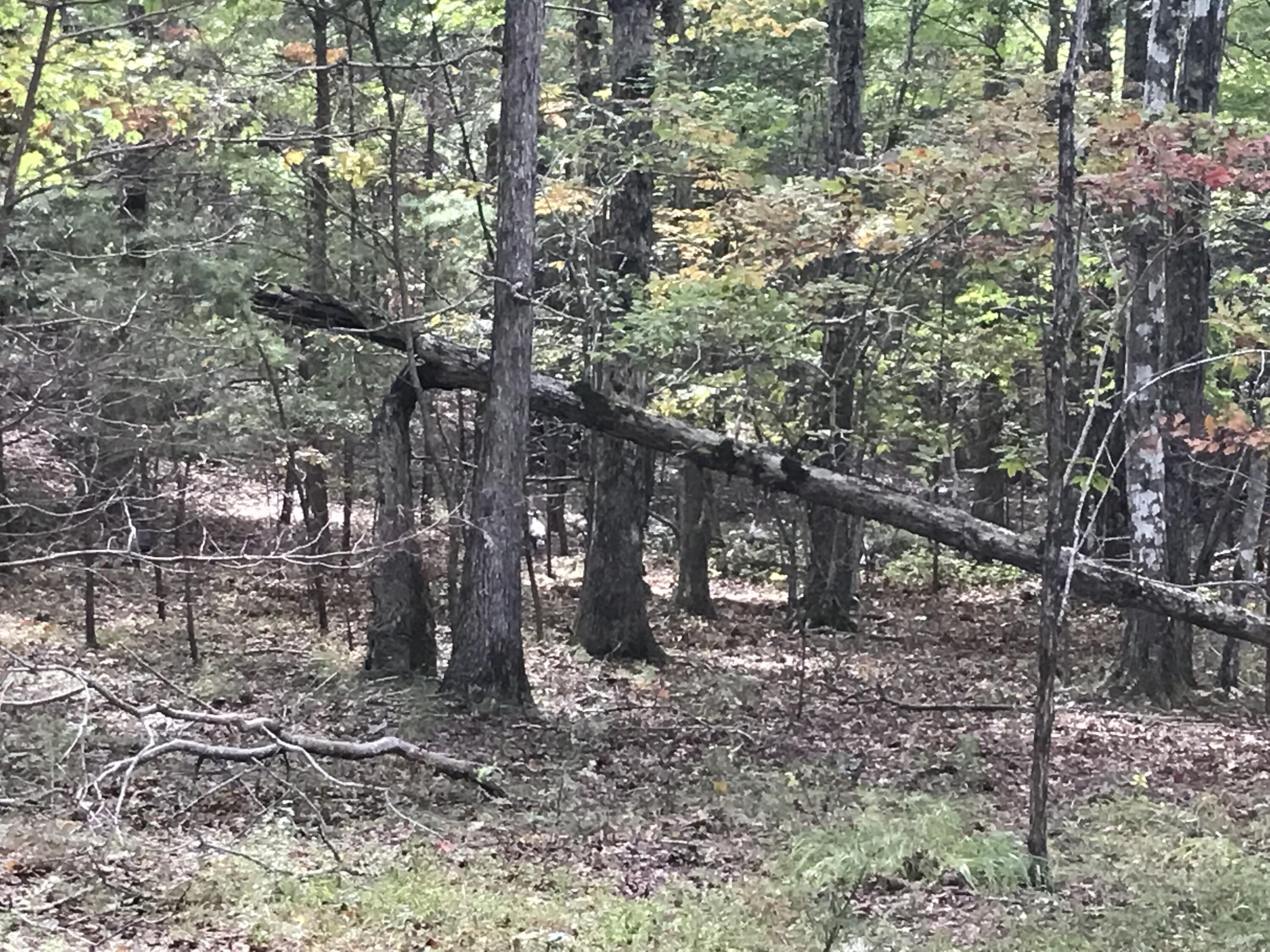57 Deer Point Drive #57, Dunlap, Tennessee image 16
