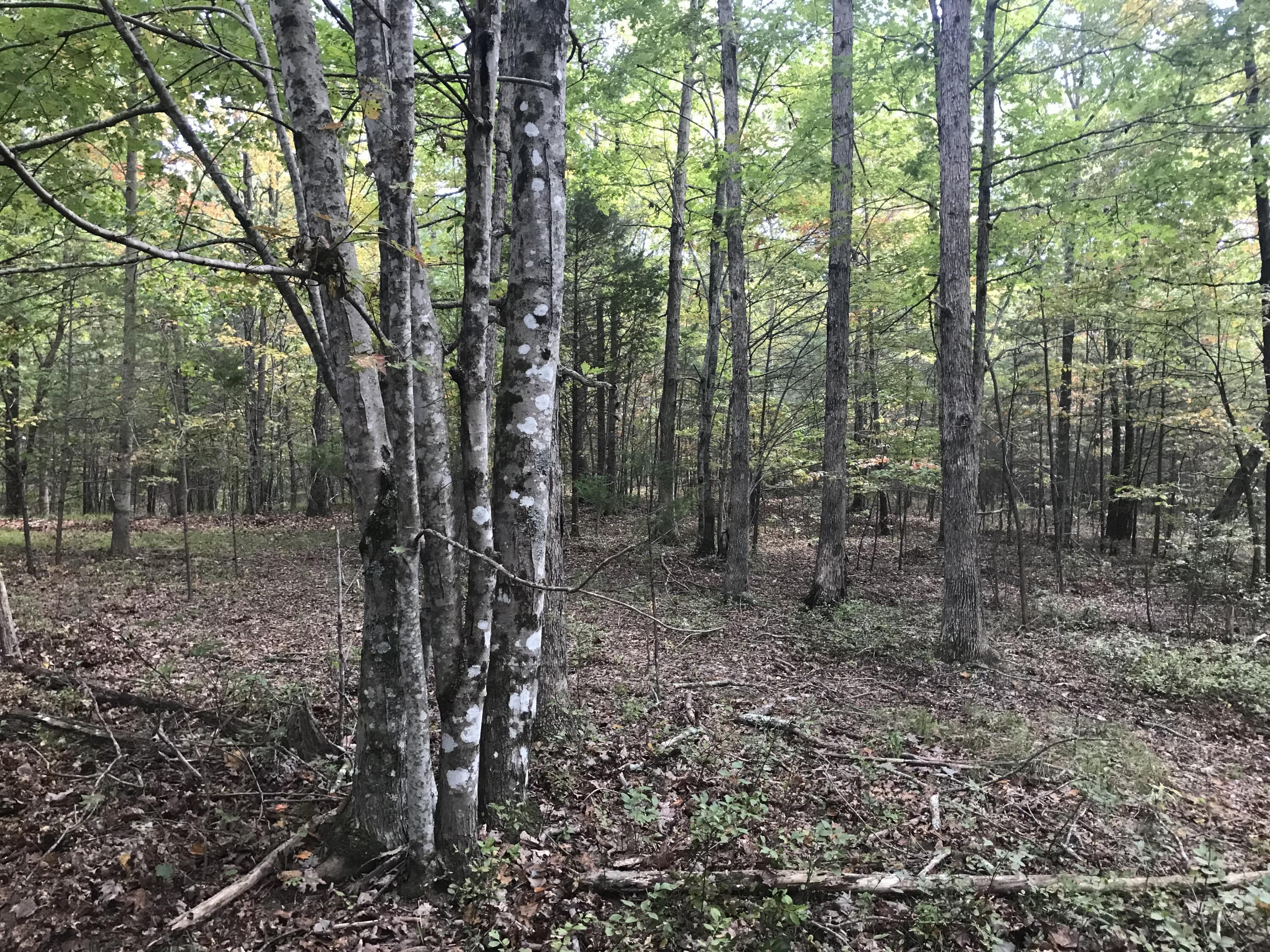 57 Deer Point Drive #57, Dunlap, Tennessee image 21