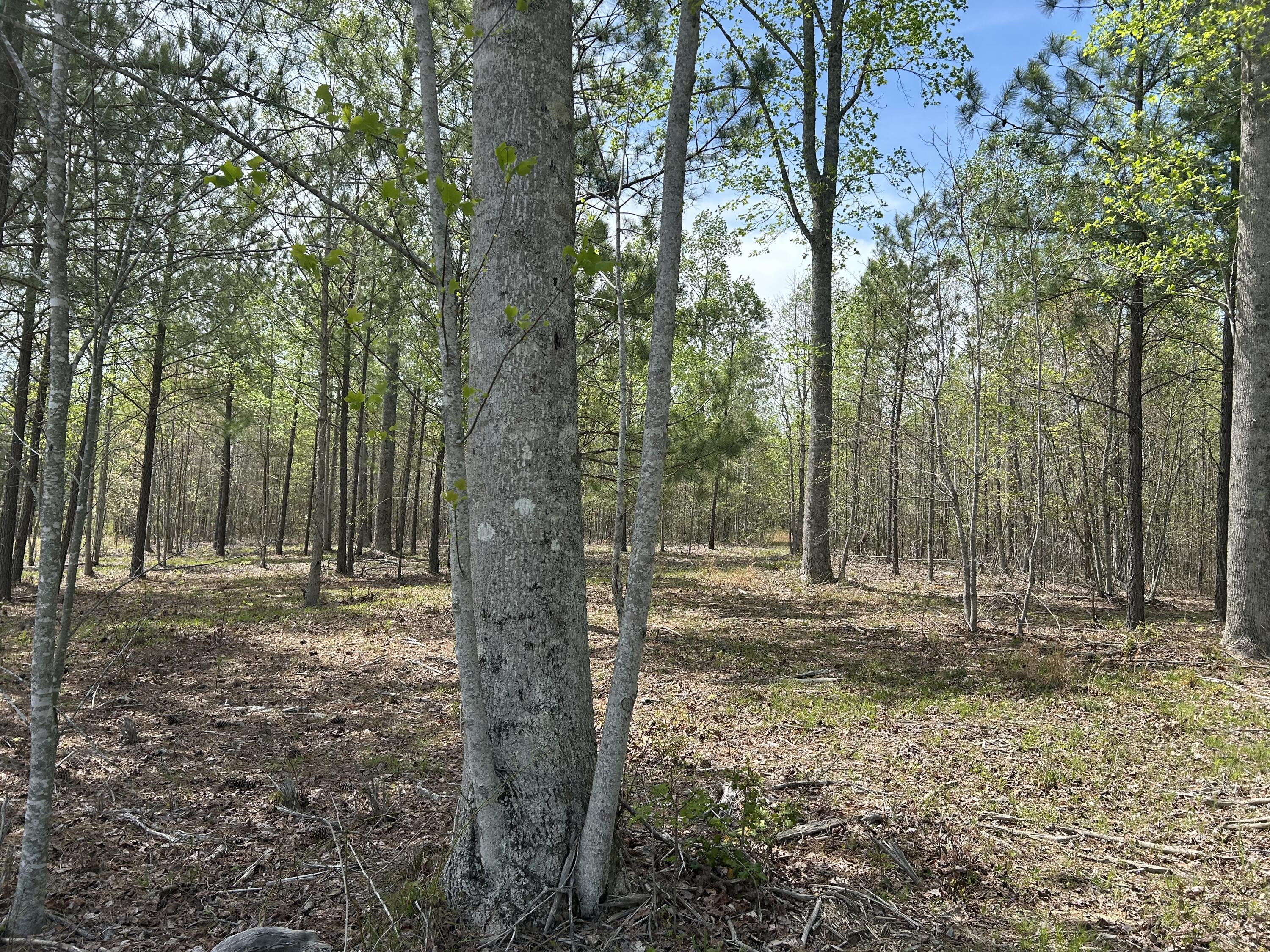 6390 Raulston Falls Road #JF-094, Jasper, Tennessee image 16