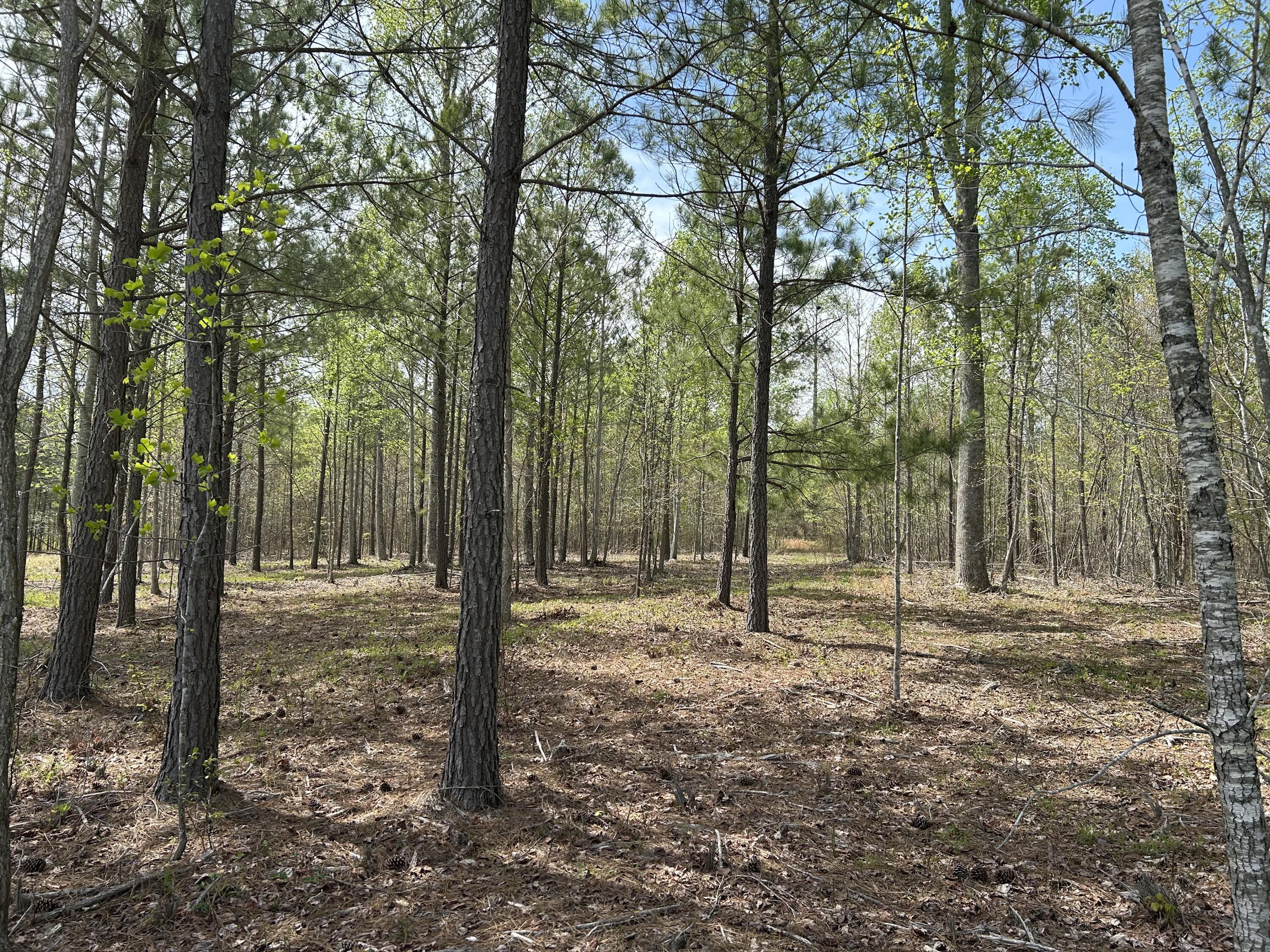6390 Raulston Falls Road #JF-094, Jasper, Tennessee image 17