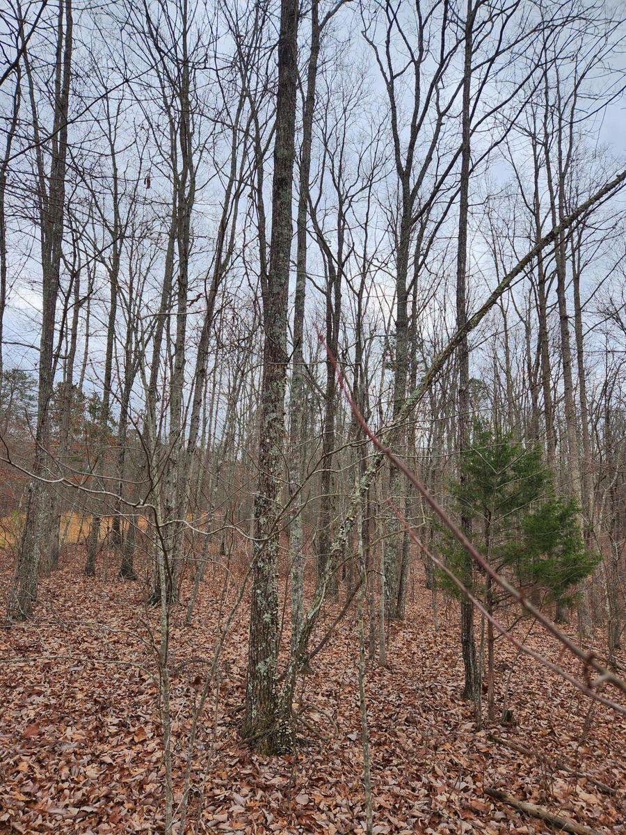 Wohalie Lane #14, South Pittsburg, Tennessee image 8