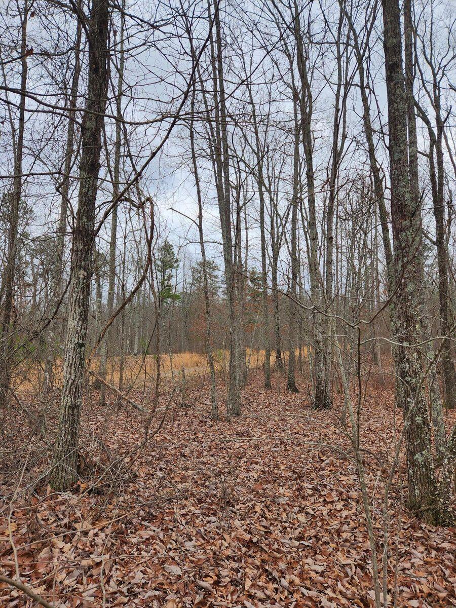 Wohalie Lane #14, South Pittsburg, Tennessee image 7