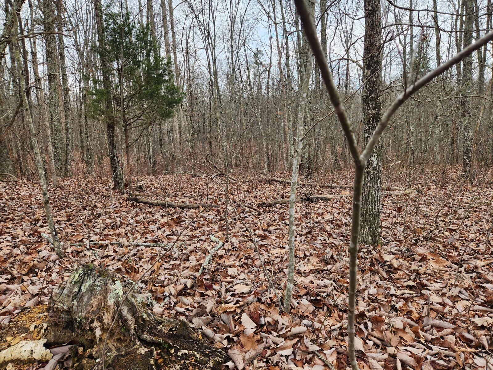 Wohalie Lane #14, South Pittsburg, Tennessee image 6