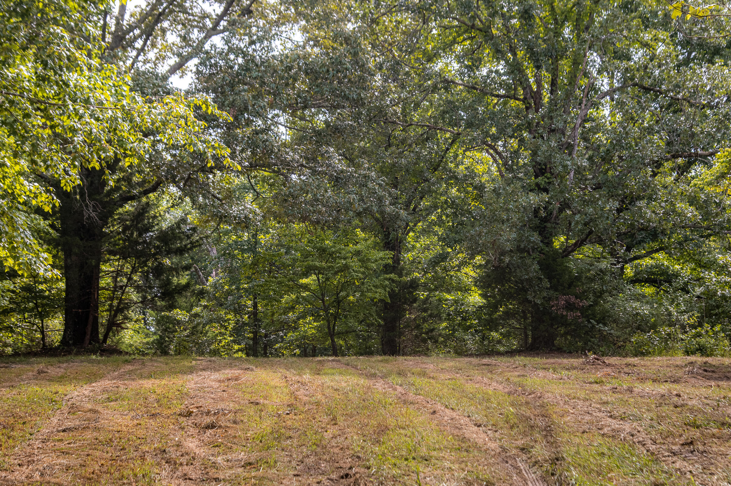 12814 Cranfield Road, Birchwood, Tennessee image 49