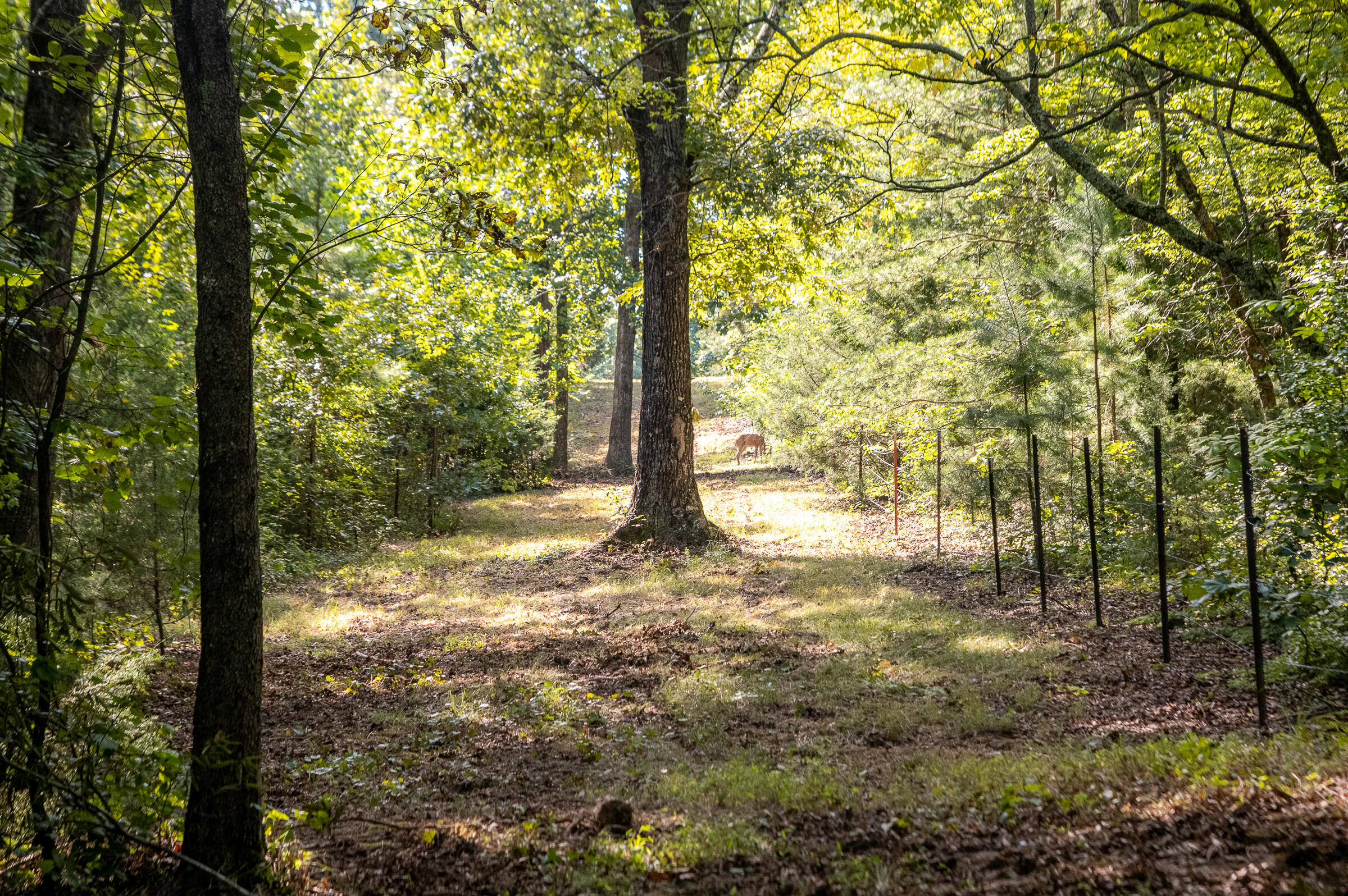 12814 Cranfield Road, Birchwood, Tennessee image 4