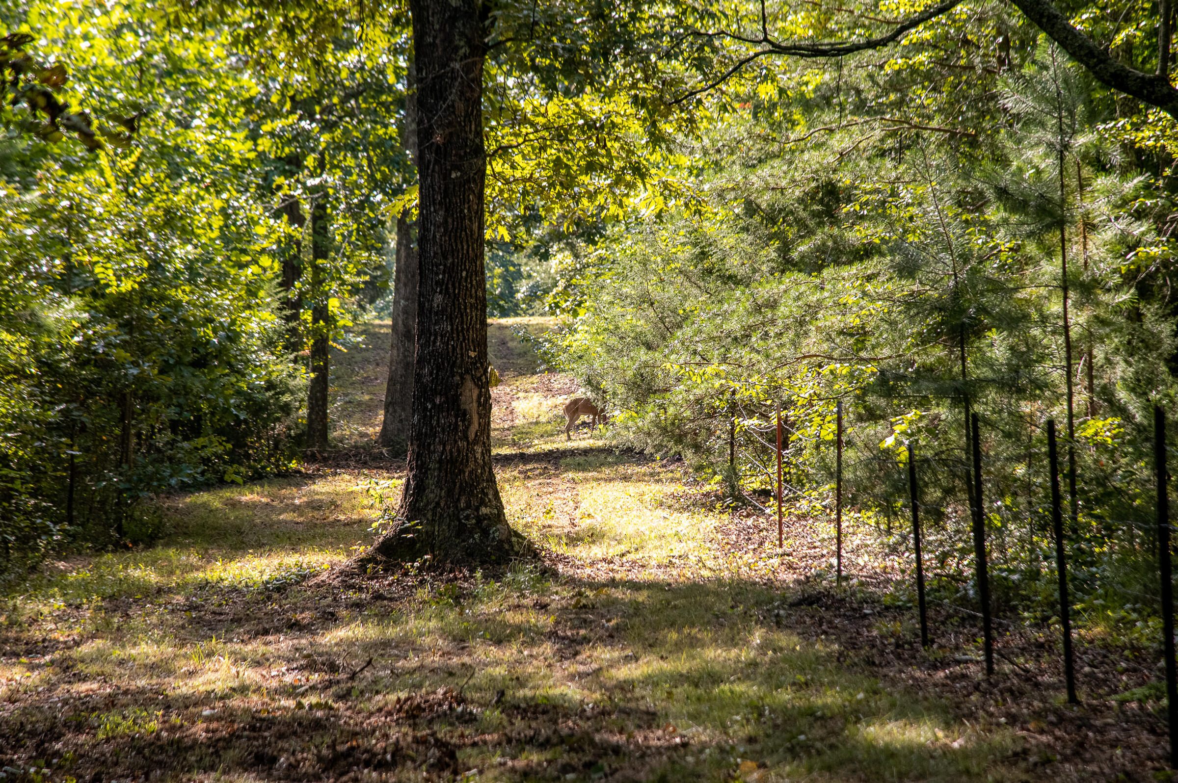 12814 Cranfield Road, Birchwood, Tennessee image 5