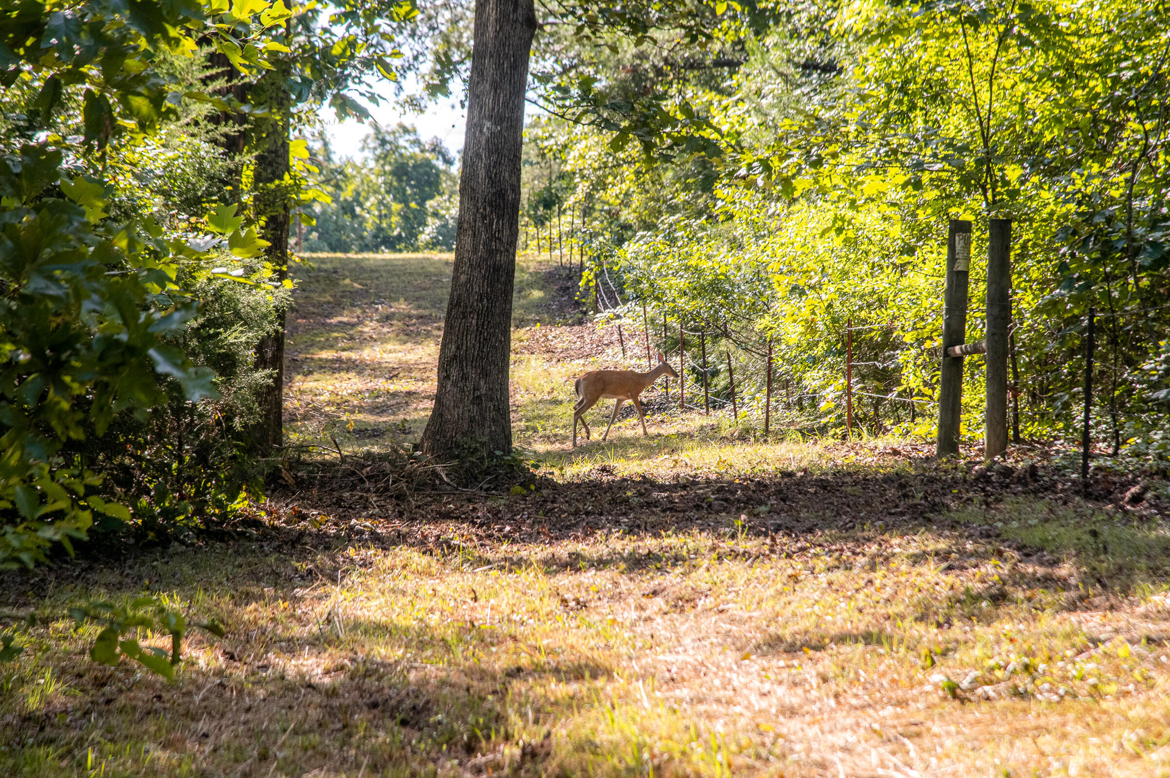 12814 Cranfield Road, Birchwood, Tennessee image 9