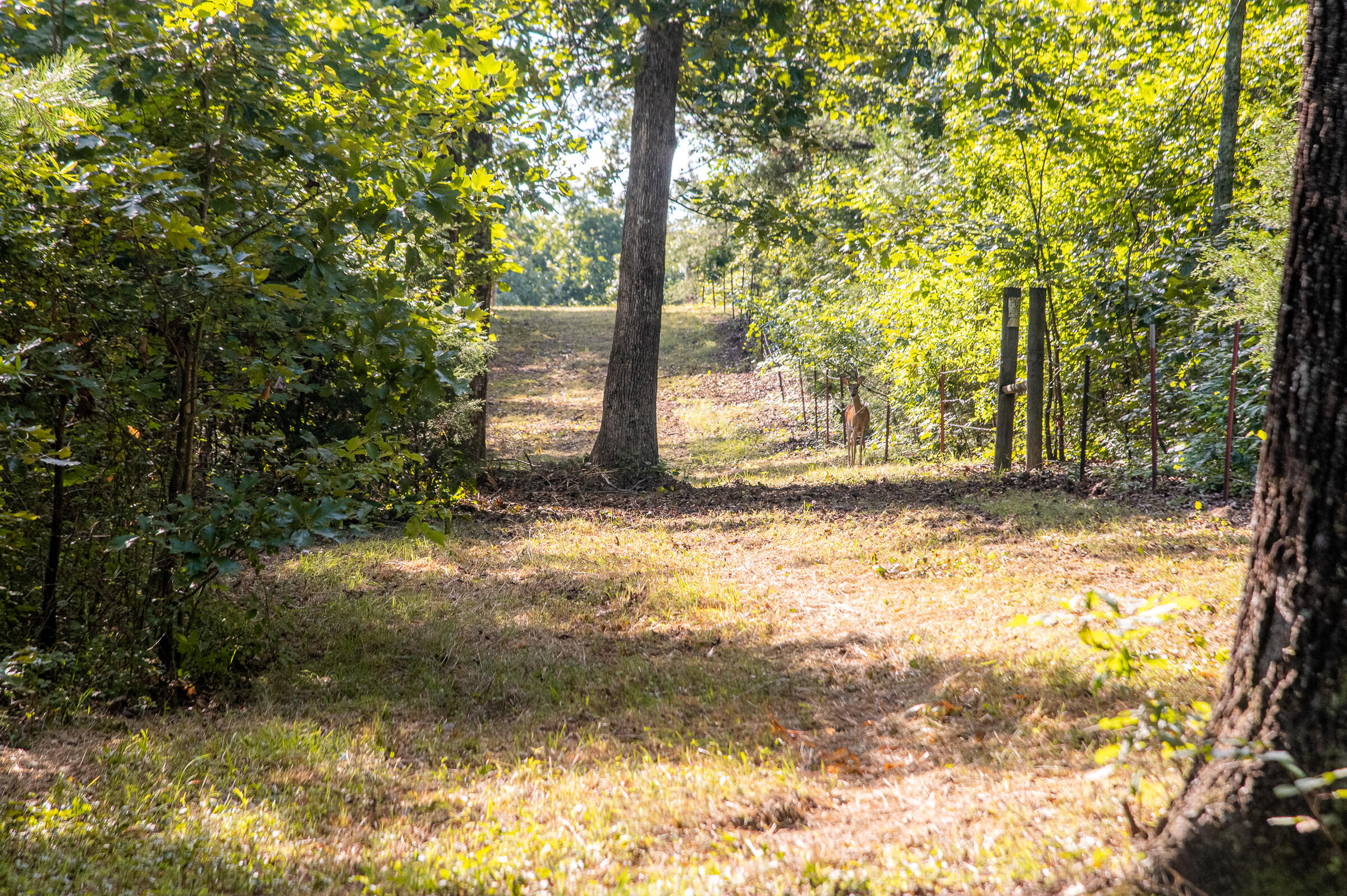 12814 Cranfield Road, Birchwood, Tennessee image 6