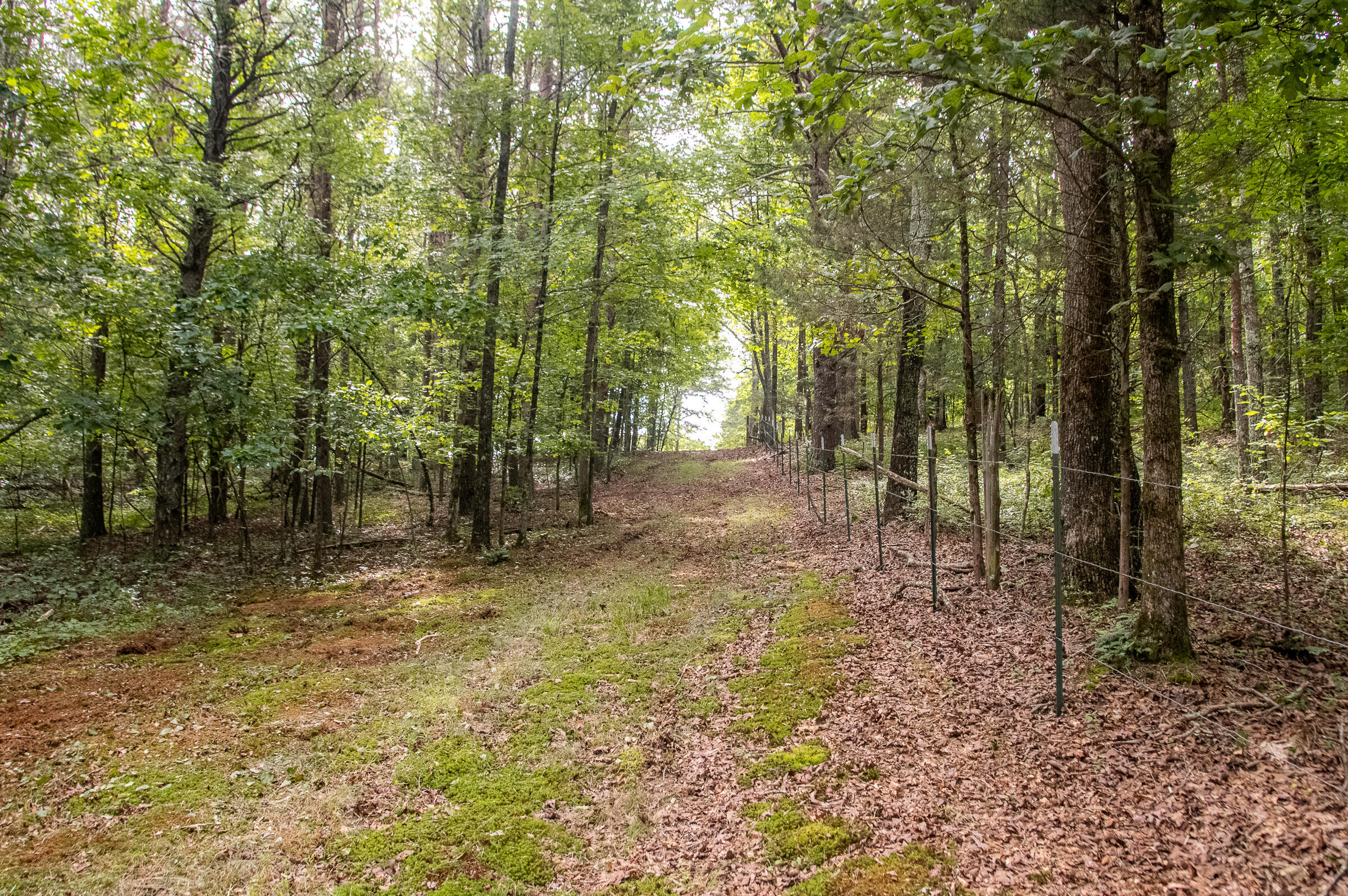 12814 Cranfield Road, Birchwood, Tennessee image 29