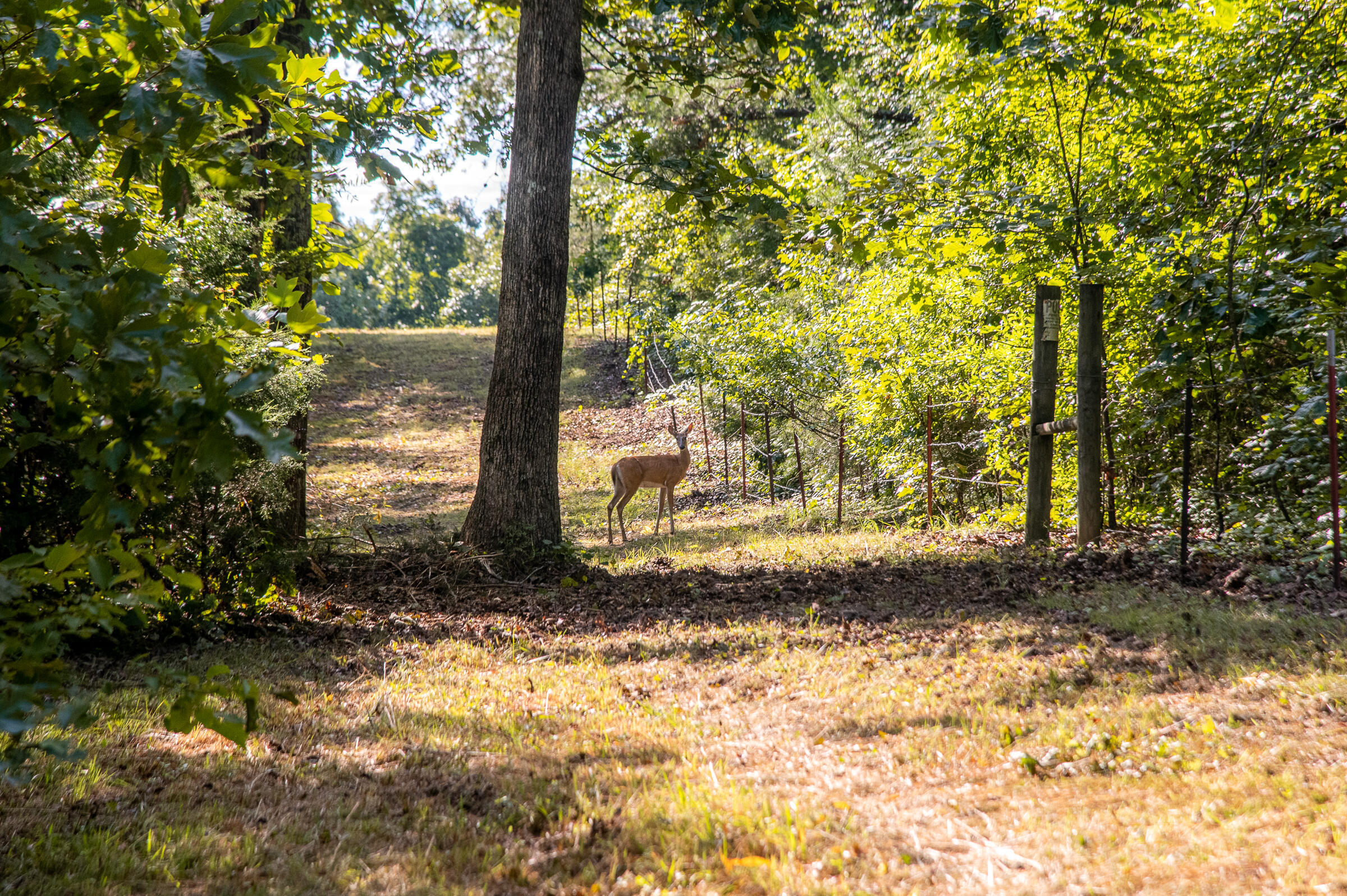 12814 Cranfield Road, Birchwood, Tennessee image 8