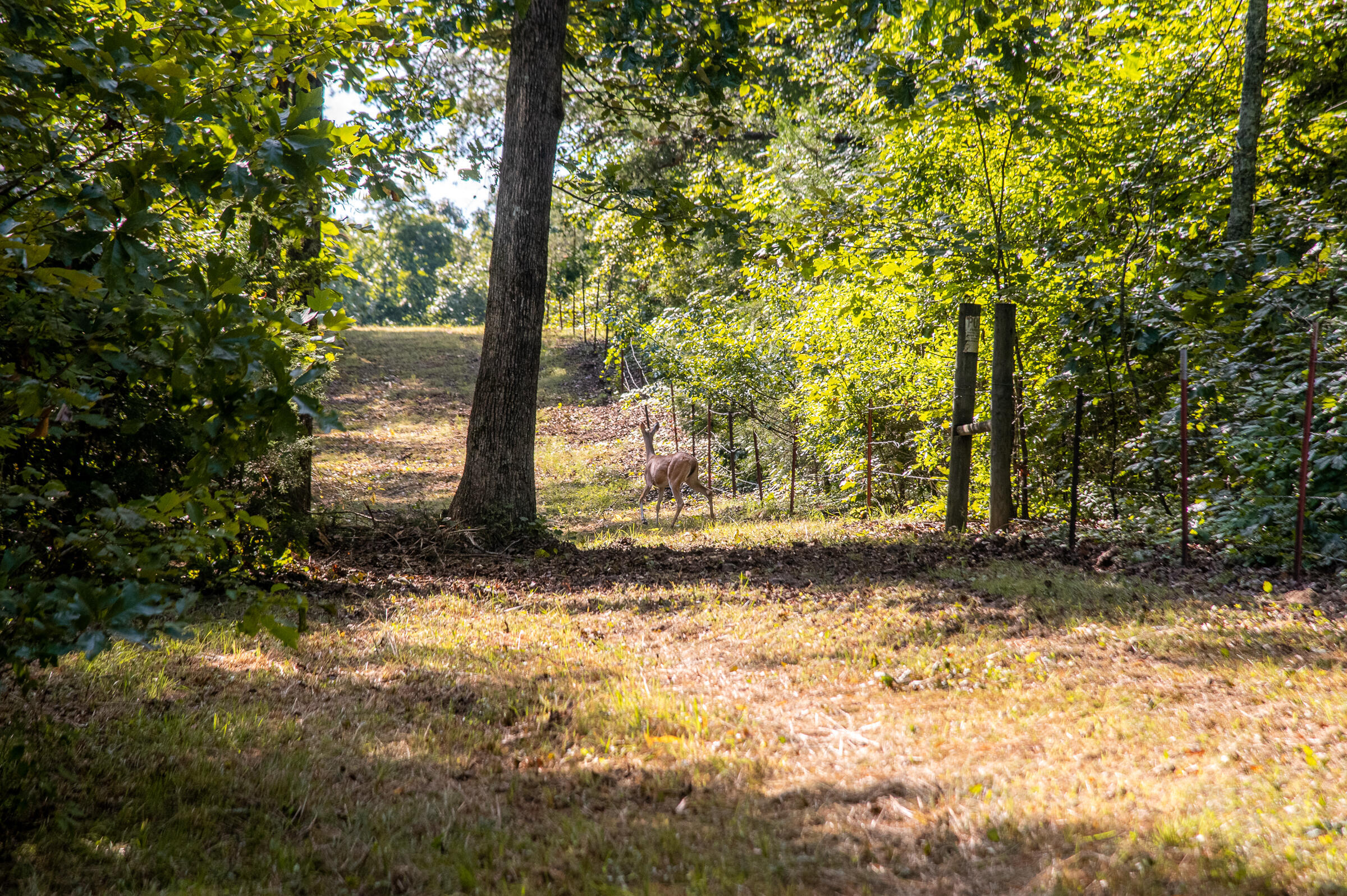 12814 Cranfield Road, Birchwood, Tennessee image 7