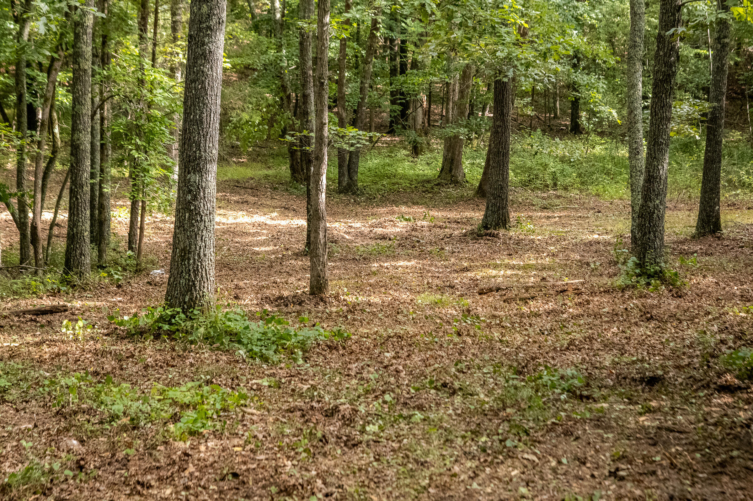 12814 Cranfield Road, Birchwood, Tennessee image 28