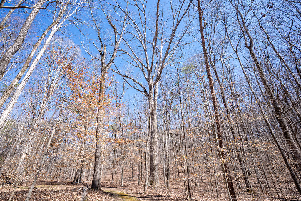 577 Rock Ridge Rd Road, Valley Head, Alabama image 17