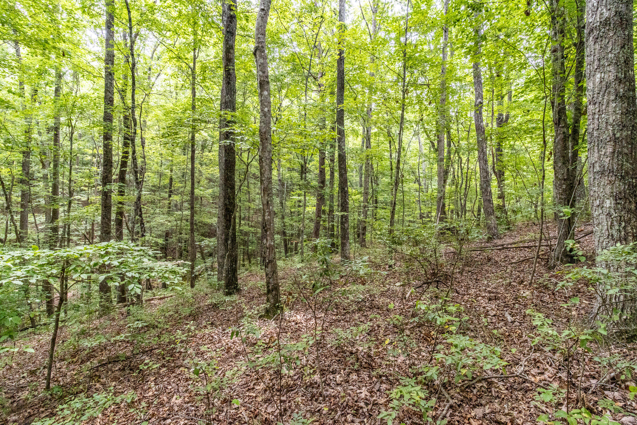 1130 Old Harris Turnpike Road, South Pittsburg, Tennessee image 12