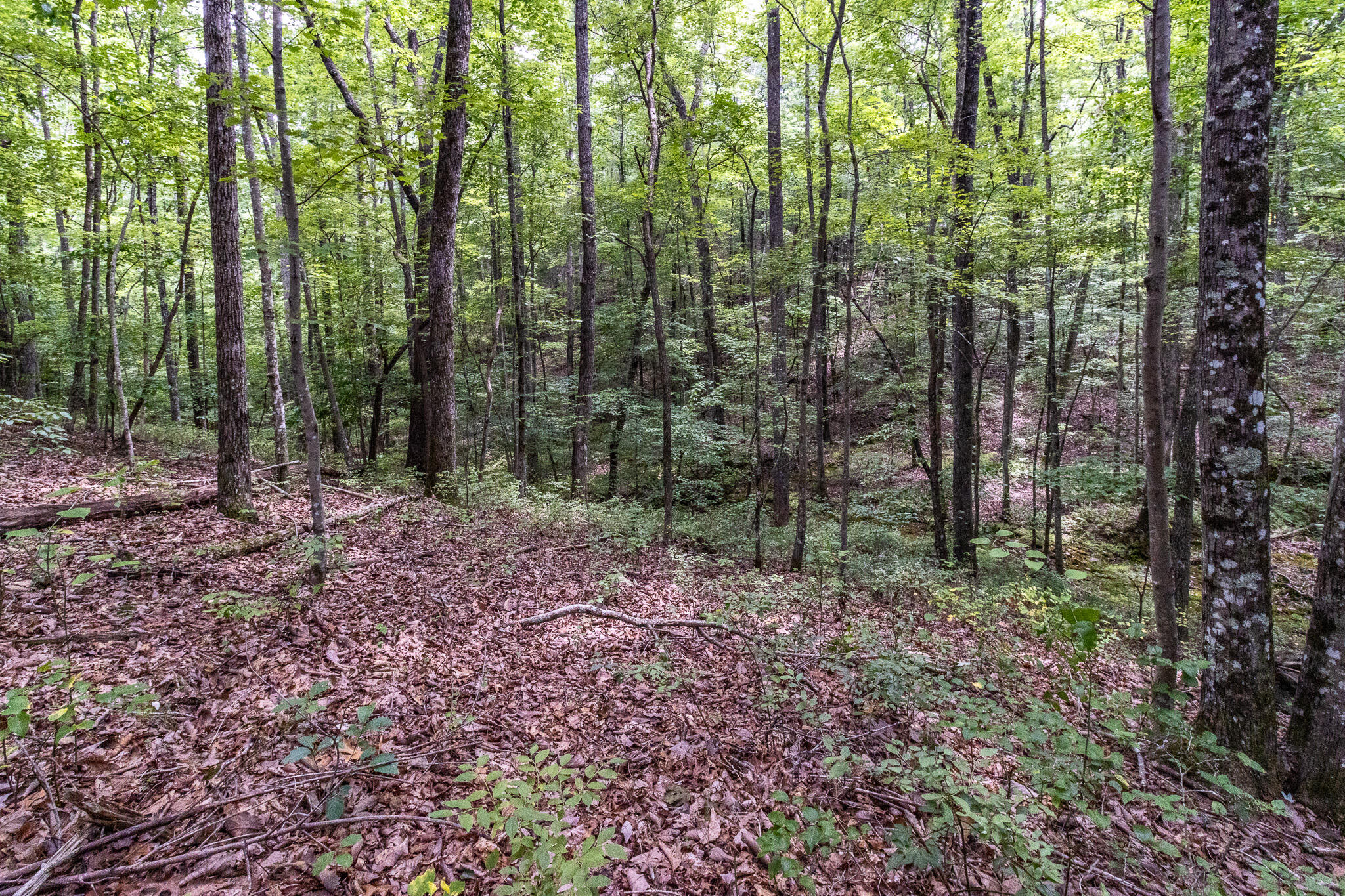1130 Old Harris Turnpike Road, South Pittsburg, Tennessee image 9