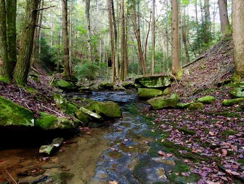 Vacant Land For Sale - 00 Braden Lane<br/> Gruetli Laager, TN 37339