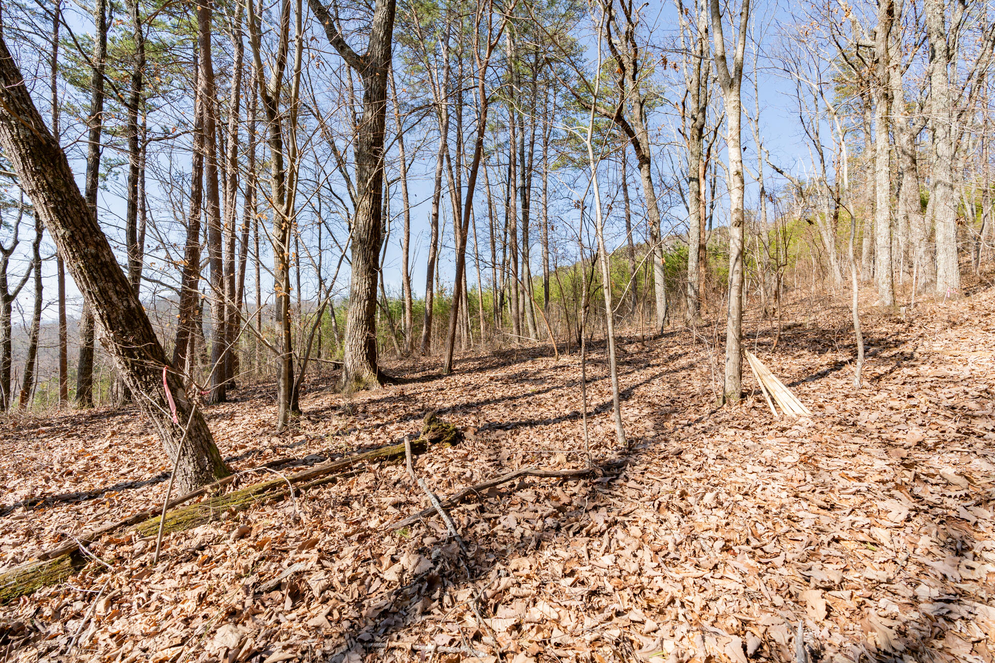 134 Hamilton Avenue, Soddy Daisy, Tennessee image 14