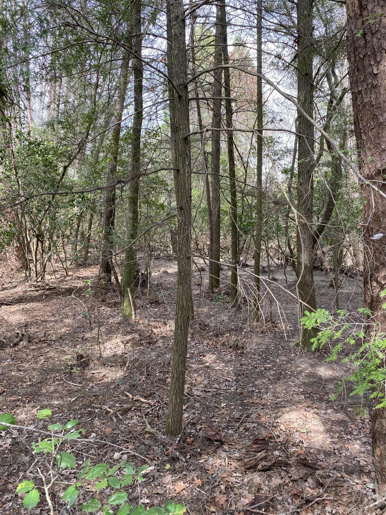 Lone Wolf Trail #3, Spencer, Tennessee image 7