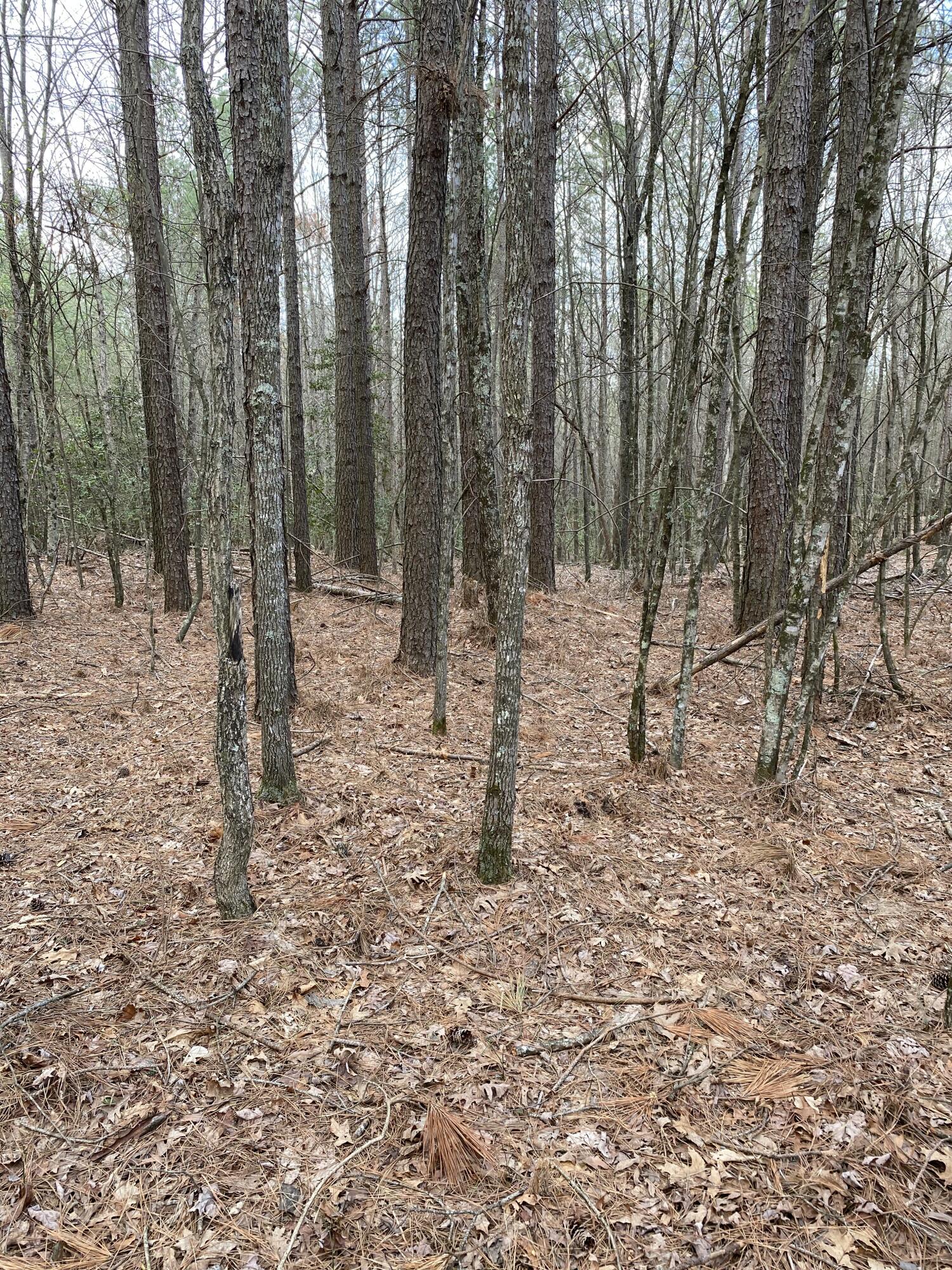 Lone Wolf Trail #3, Spencer, Tennessee image 19
