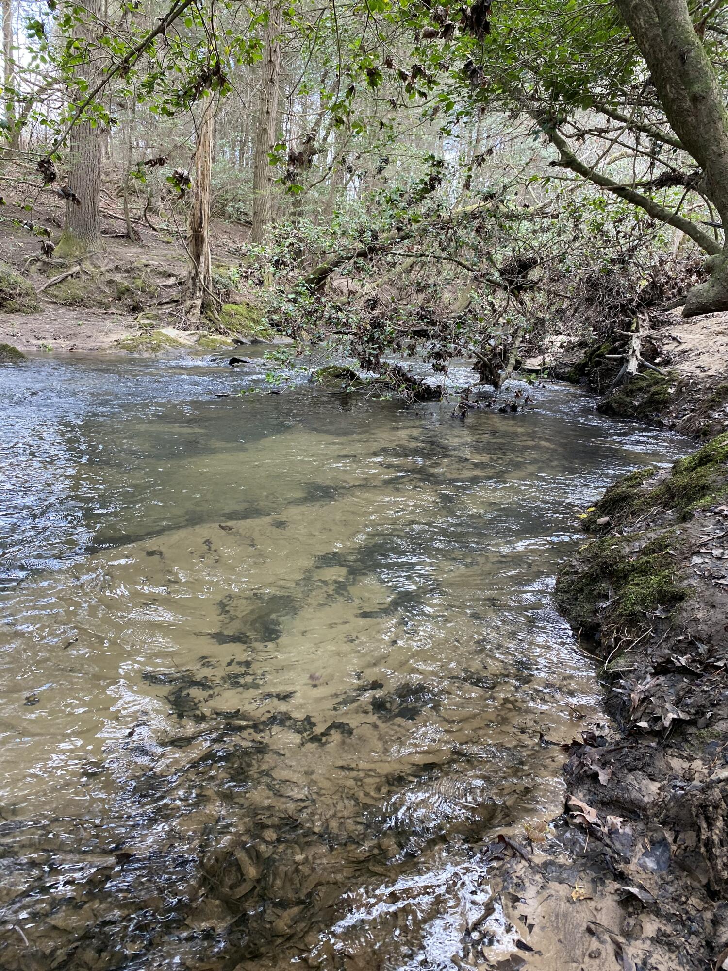 Lone Wolf Trail #3, Spencer, Tennessee image 10