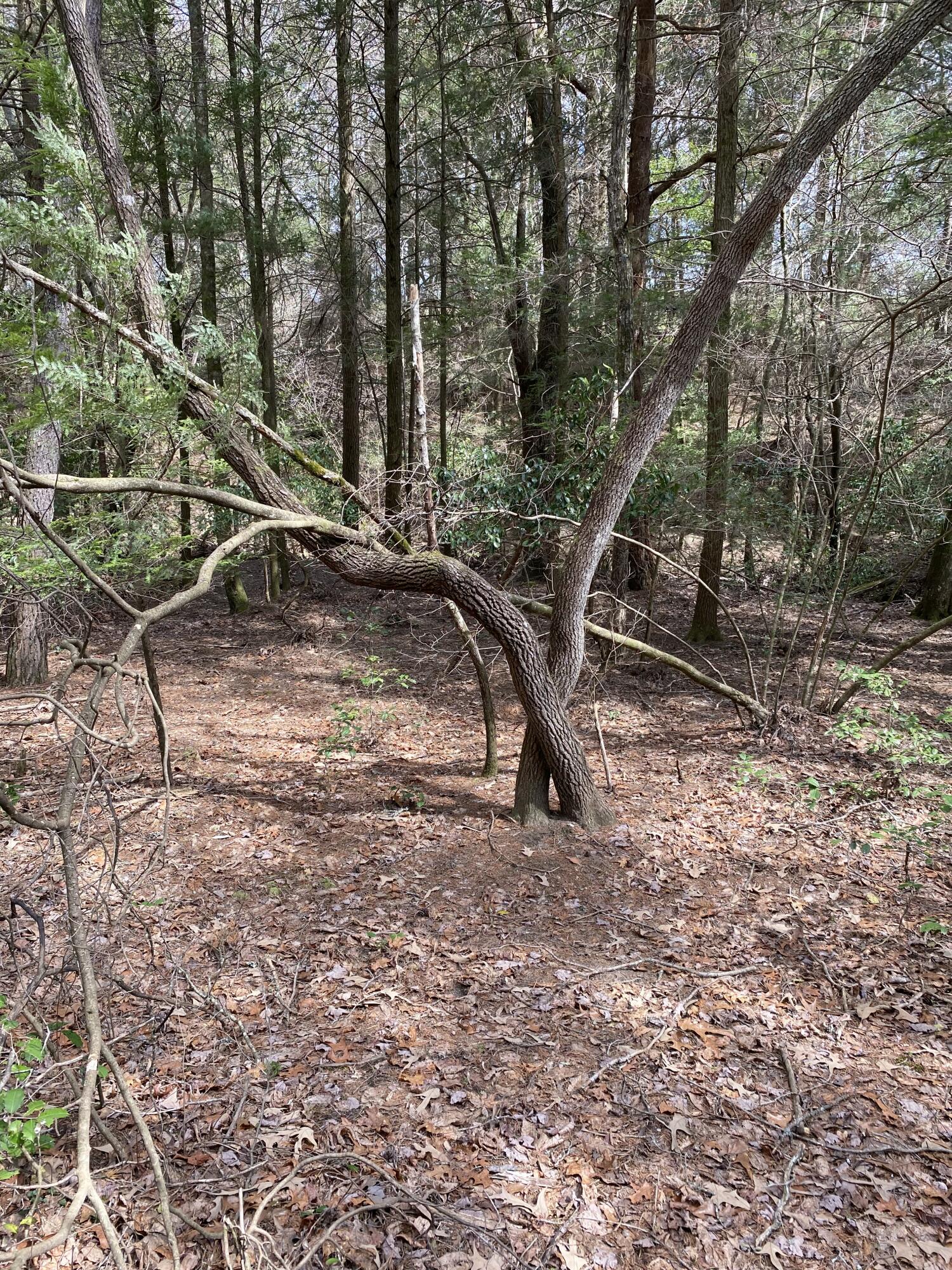 Lone Wolf Trail #3, Spencer, Tennessee image 6