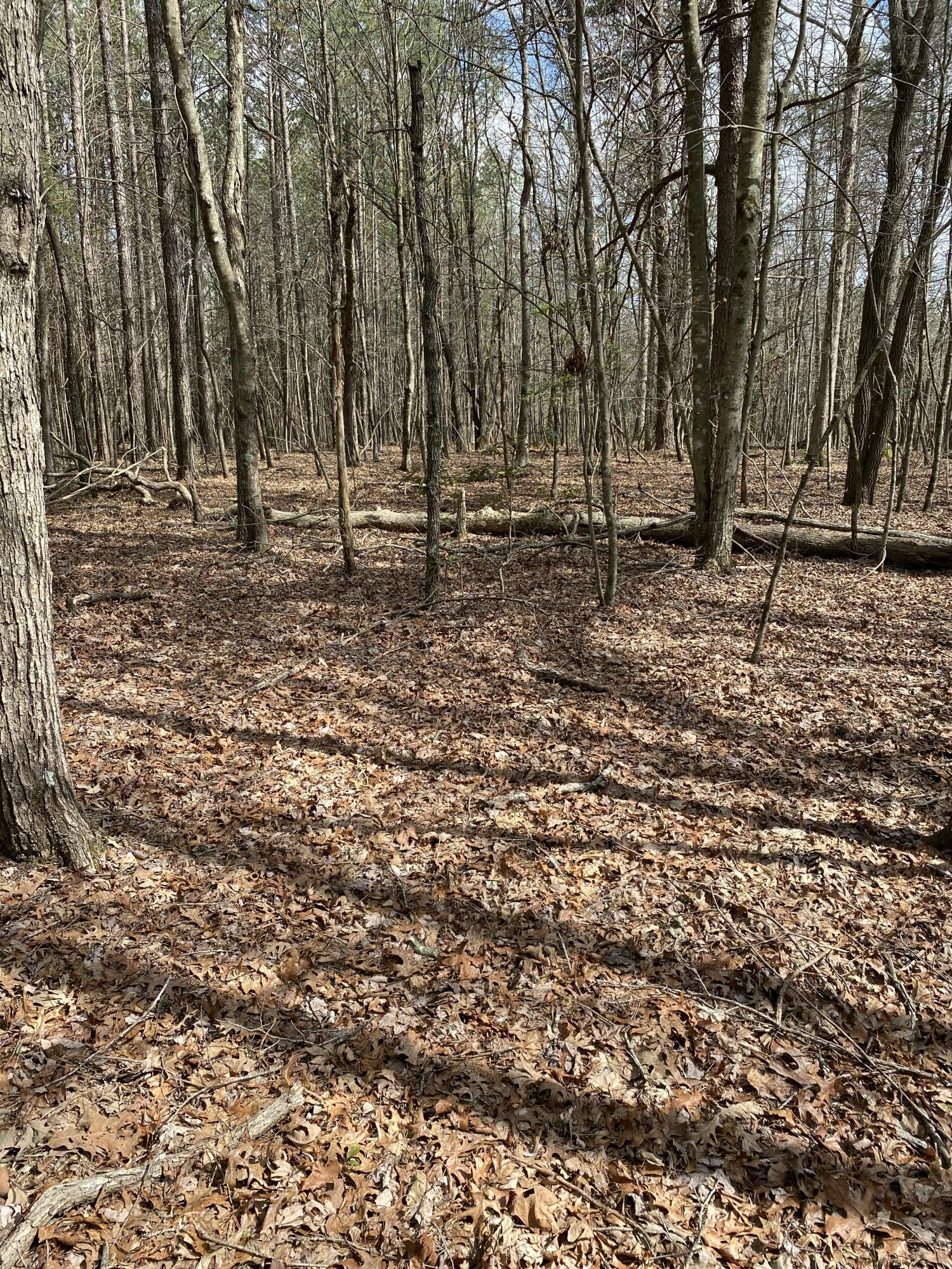 Lone Wolf Trail #3, Spencer, Tennessee image 20